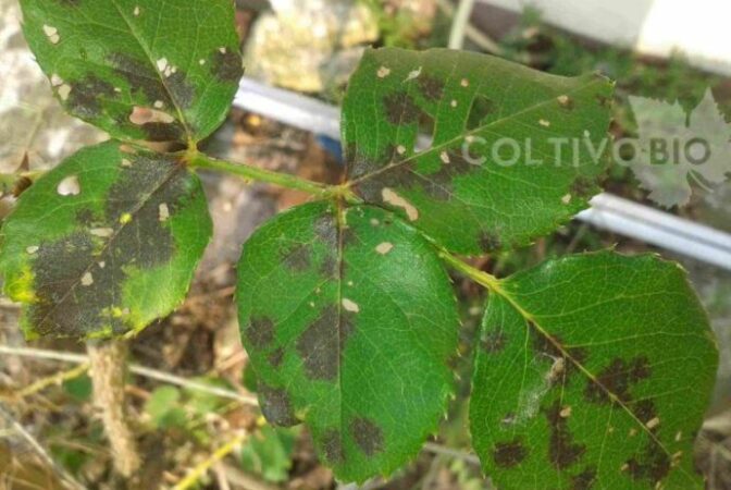 black spot disease on rose leaf with symptoms