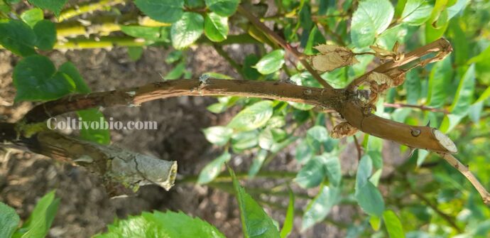 Typical symptoms of rose canker, characterized by lesions with a hazel-brown coloration.