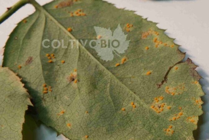 symptoms of rust on rose leaf