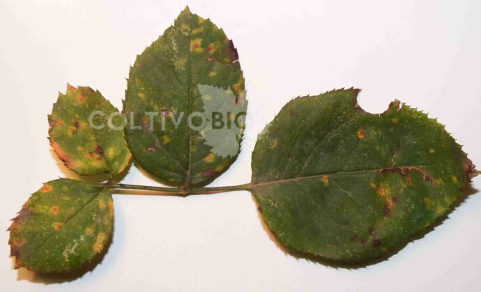 symptoms of rose rust on uppe leaf of rose