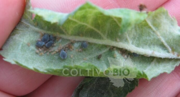 Rosy apple aphid specimens