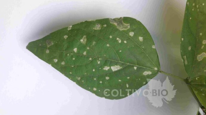 Feeding damage caused by thrips on green bean