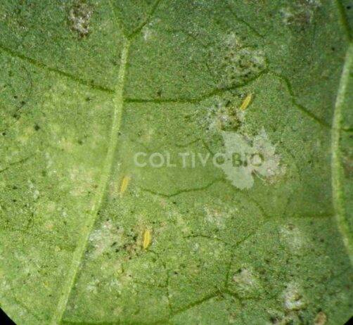 Thrips larvae on eggplant leaf. Feeding damage is visible.