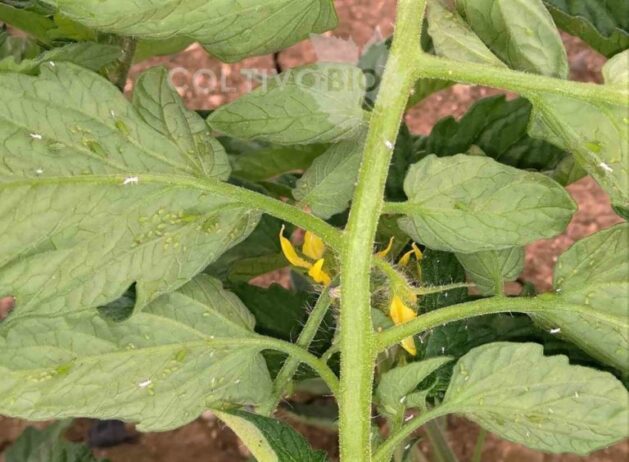 Solanaceous aphid on tomato: note the green coloration and its camouflage on the underside of the leaves.