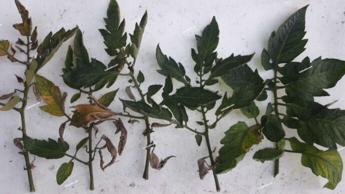 Drying symptoms caused by eriophyid mites on tomato leaf