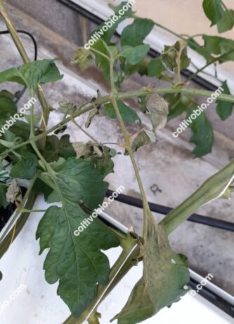Symptoms of eriophyid mite on tomato leaf