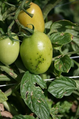 symptoms of tomato bacterial disease caused by Pseudomonas syringae