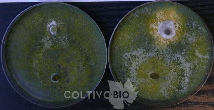 Trichoderma gamsii on a Petri dish in dual culture with two pathogens. On the left, Trichoderma has completely overgrown a colony of Verticillium dahliae; on the right, it has completely surrounded and blocked the growth of Pyrenochaeta lycopersici.