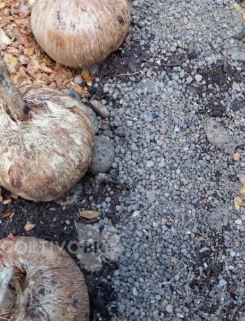 Application of a granular product containing a mix of rhizosphere bacteria and Trichoderma as microgranules in saffron cultivation. This biological fungicide is particularly important for plant species susceptible to root rot.