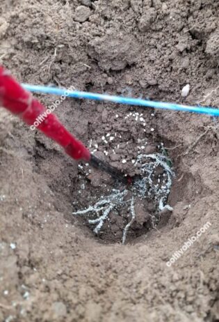 Application of Trichoderma to vine rootstock at transplanting