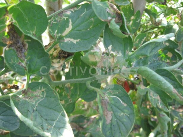 Tomato leaf heavily infested with mines caused by tomato leaf miner (Tuta absoluta)
