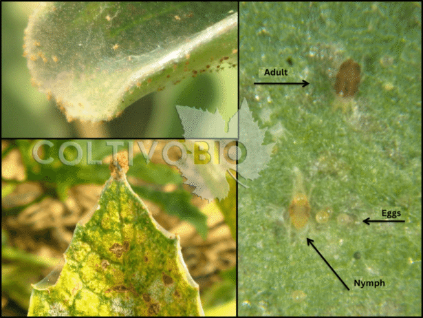 Tetranychus urticae and symptoms of infestation. Note the different developmental stages of the red spider mite and the formation of characteristic webbing.