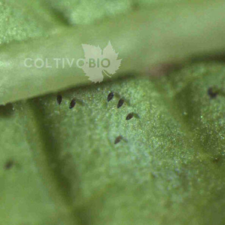 Whitefly eggs