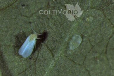 Adult of whitefly and a puparium on nymph