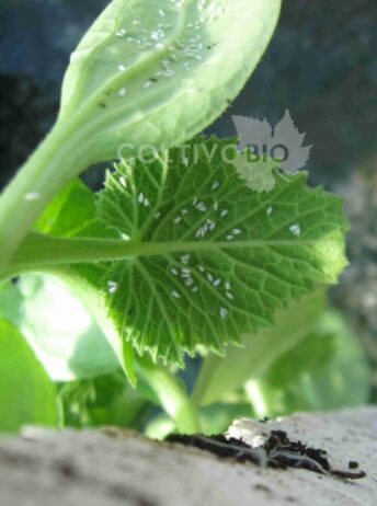 Adult whiteflies on a leaf