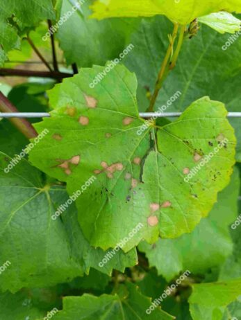 Black rot of grapevine on grapevine leaf