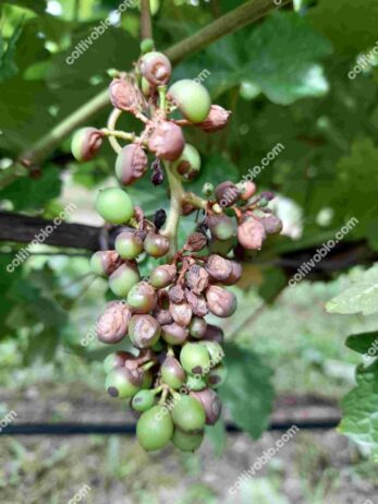 Black rot on grapevinecluster
