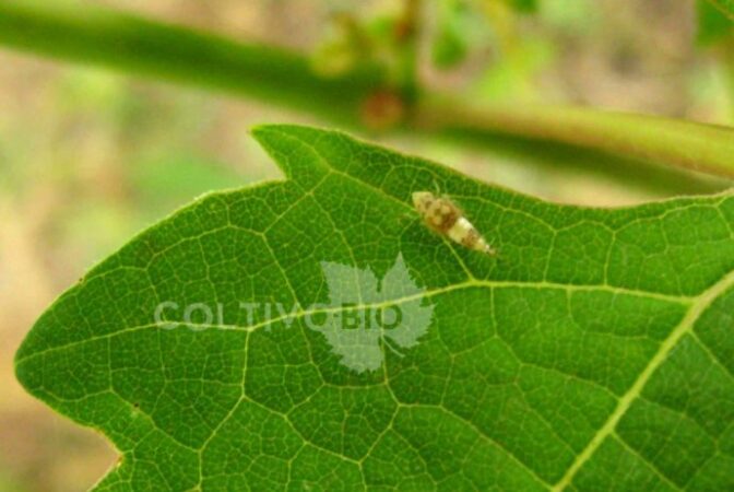 adult of flavescence doree leafhopper