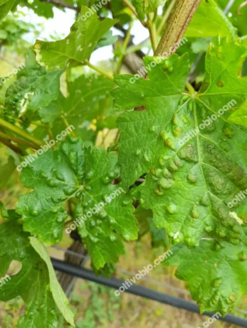 symptoms of grapevine eriophyid mite
