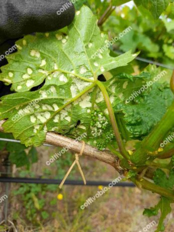 Grapevine eriophyid mite damage