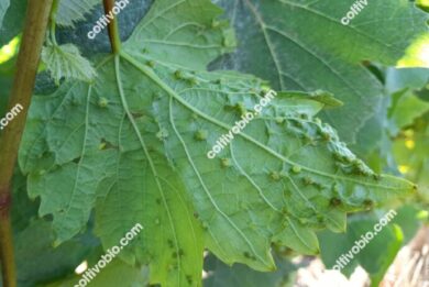 Grapevine phylloxera damange on leaf