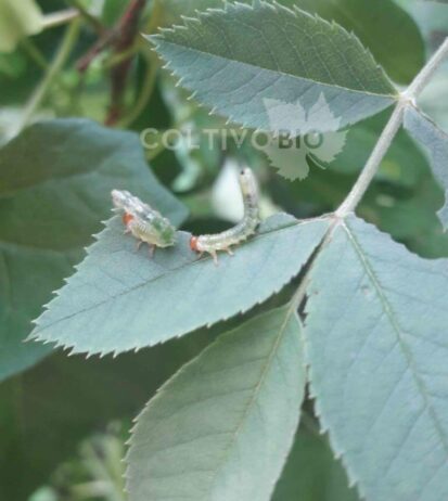 Rose Sawfly Larvae and Feeding Damage