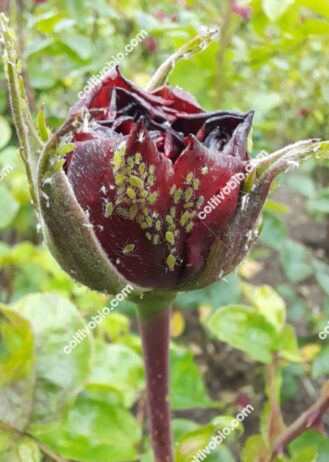 colony of aphid on rose flower bud
