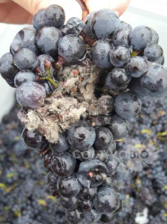 Damage caused by botrytis (Botrytis cinerea) on grapes at harvest.