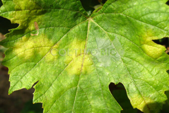 Oil spot symptoms on grapevine leaves.