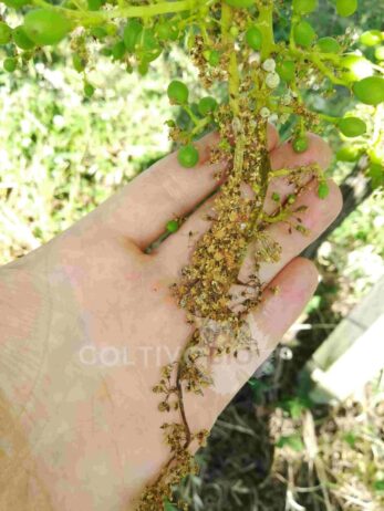 Downy mildew symptoms on grape clusters.