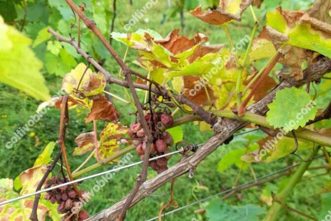 Grapevine with partial esca symptoms. Note the drying of branches and clusters.