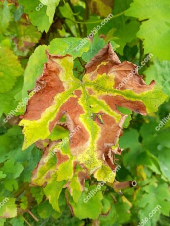 Grapevine leaf showing tiger stripe symptoms. Note how the main veins remain intact.