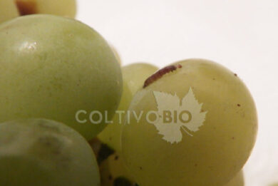 larvae of grapevine month on grape berry