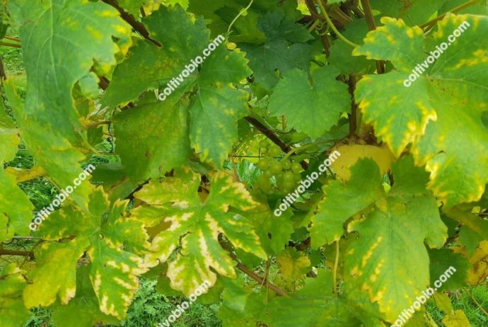 Symptoms of magnesium deficiency in grapevine