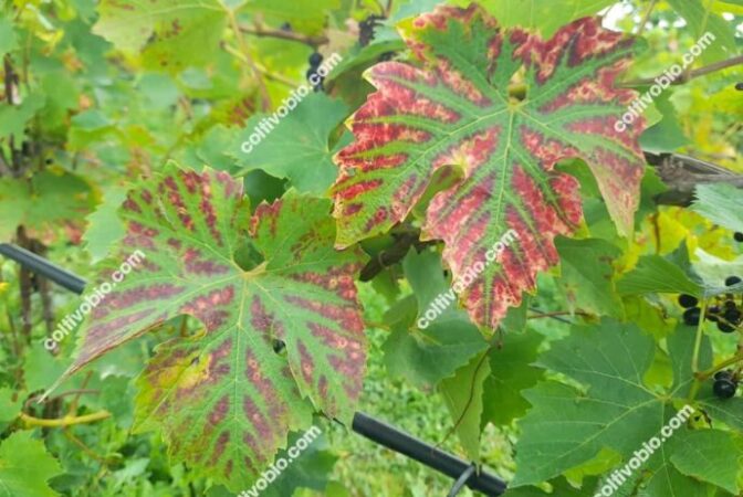 Symptoms of potassium deficiency in grapevine