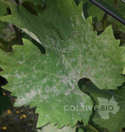 Powdery mildew symptoms on grapevine leaves.
