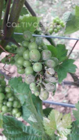 Powdery mildew symptoms on grape clusters.