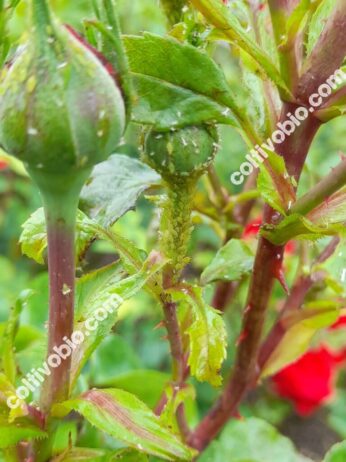 colony of aphid on rose