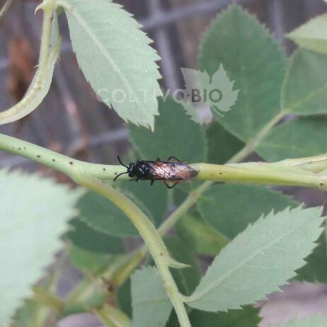 Adult sawfly (Arge pagana) photographed from above. Note the body shape and transparent wings.