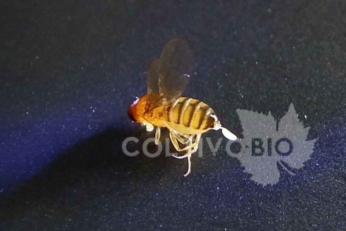 adult od spotted wing drosophila