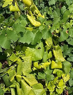 Typical triangular leaf curling caused by flavescence dorée