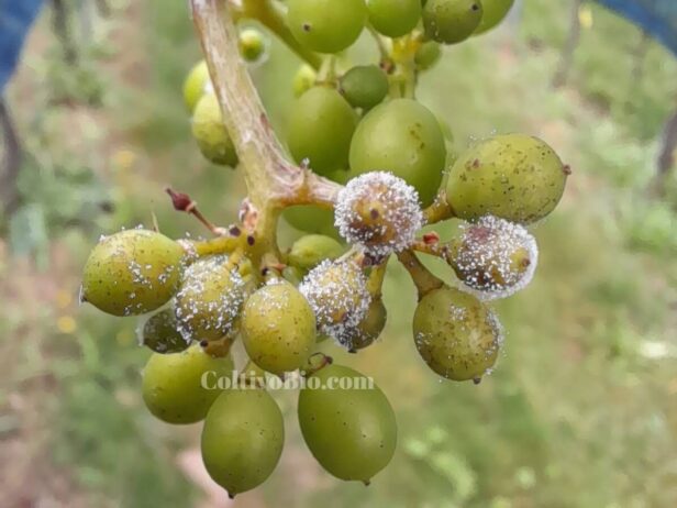 Symptoms of cluster downy mildew