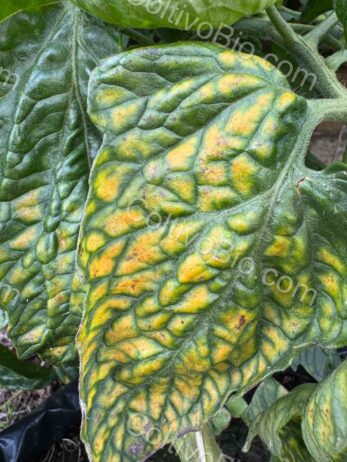 Severe magnesium deficiency on tomato
