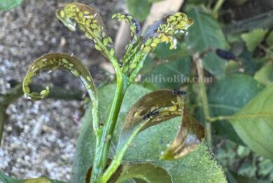 Aphis spiraecola on lemon