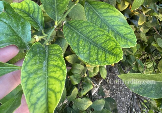 Iron chlorosis.