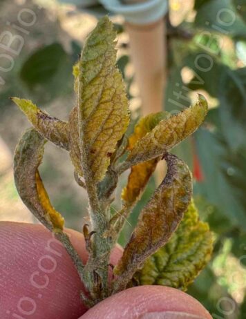 Young shoot affected by eriophyid mites. Note the browning on the young leave.