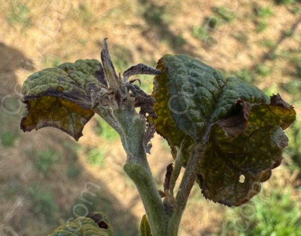 Se intendi **eriofide**:Severe eriophyid mite damage on young apical leaves.
