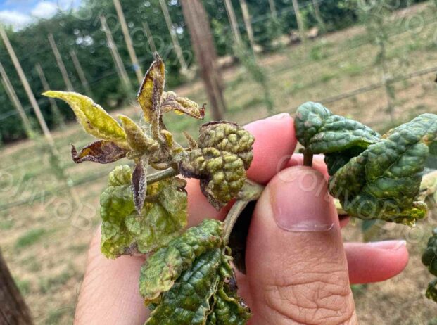 Clear eriophyid mite damage on young leaves