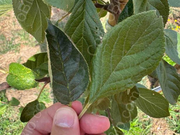 Difference between the affected leaf on the left and the healthy leaf on the right.