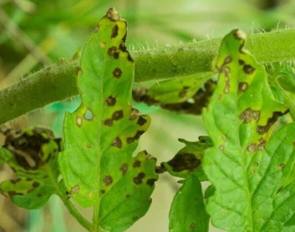 Tomato leaves showing symptoms of Septoria leaf spot.